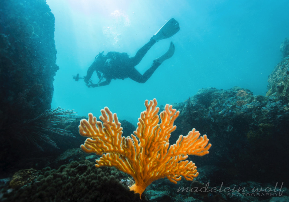 Scuba diving in Gordons Bay