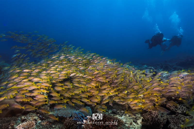 Divers large school snappers Madagascar underwater