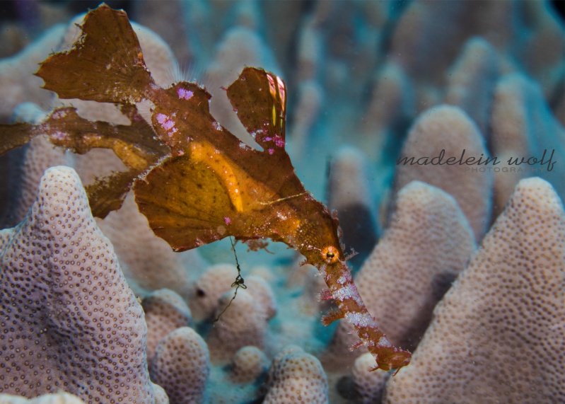 Ghost Pipefish Sodwana Bay MadeleinWolf