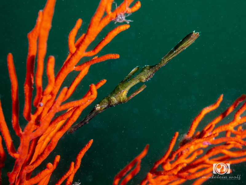 Ghost pipefish in seafan false bay cape town