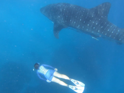 freediving with a whale shark