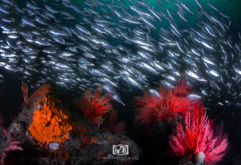 surrounded by a school of fish underwater photography1