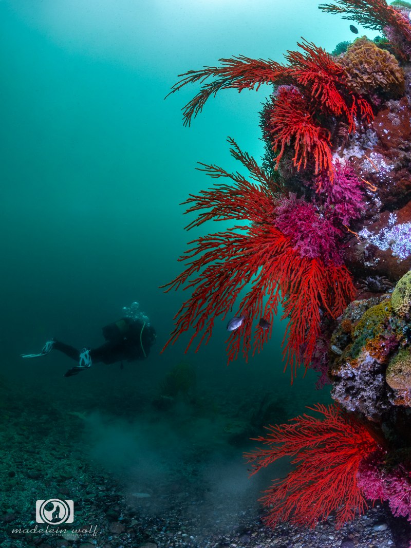 vibrant reef underwater photography cape town1